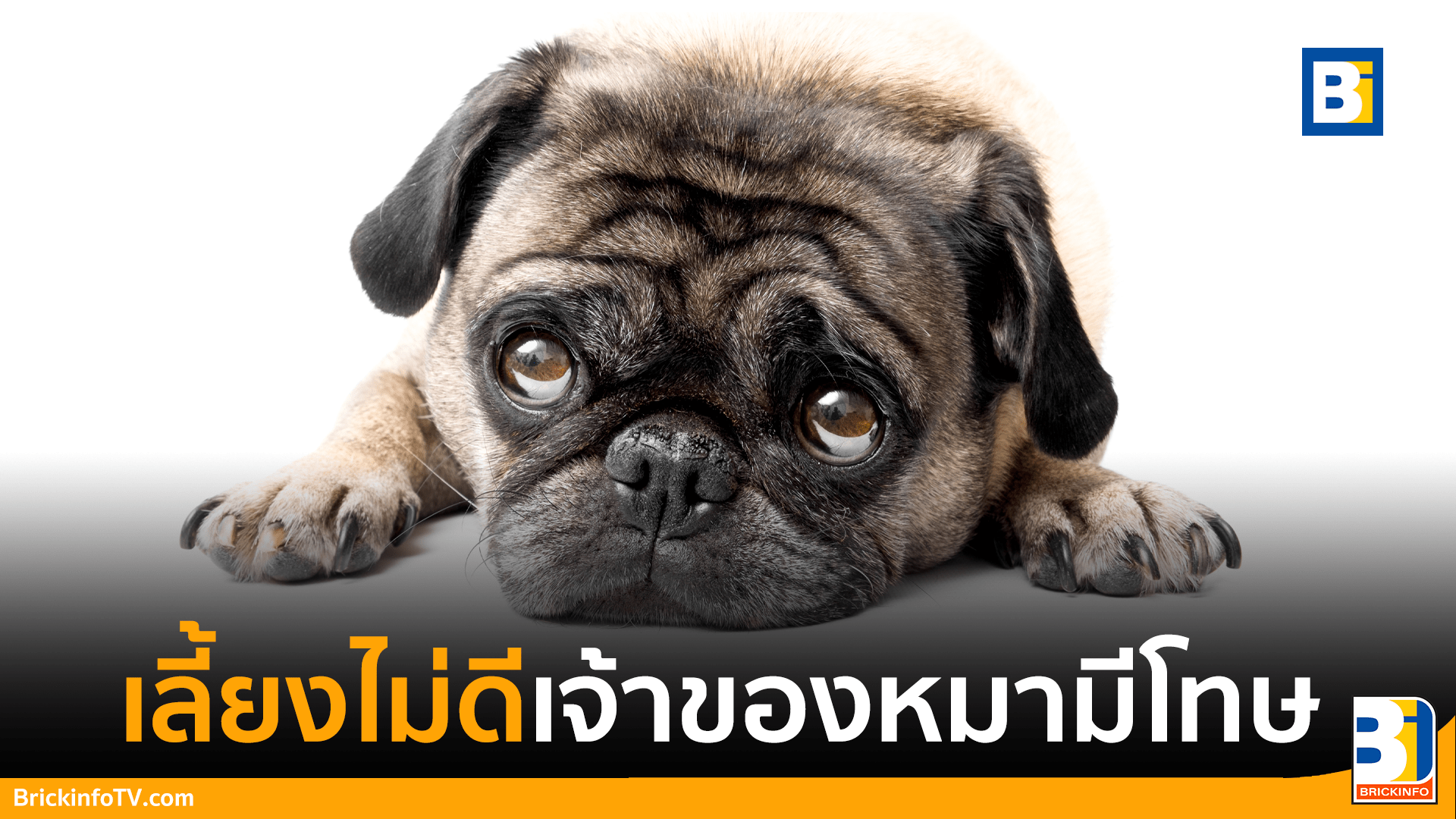 เจ้าของหมา