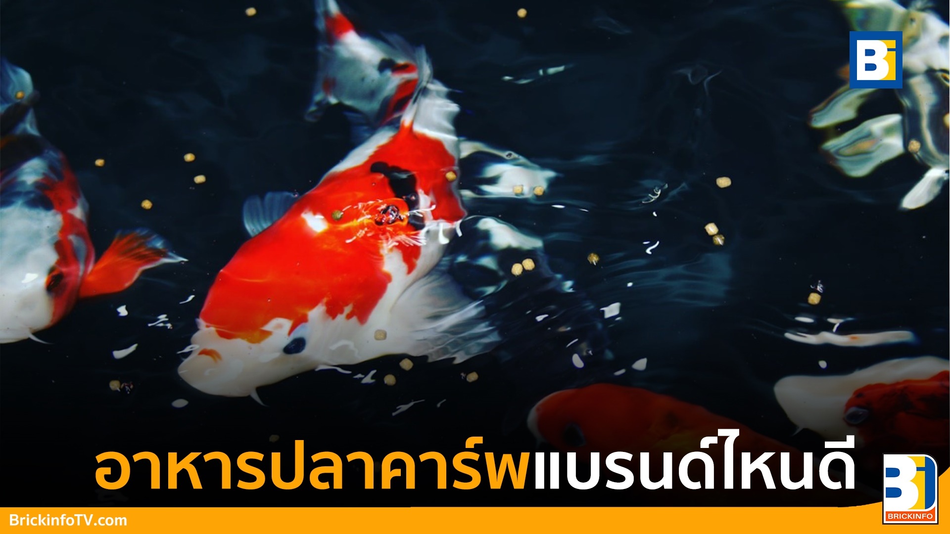 อาหารปลาออพติมั่น