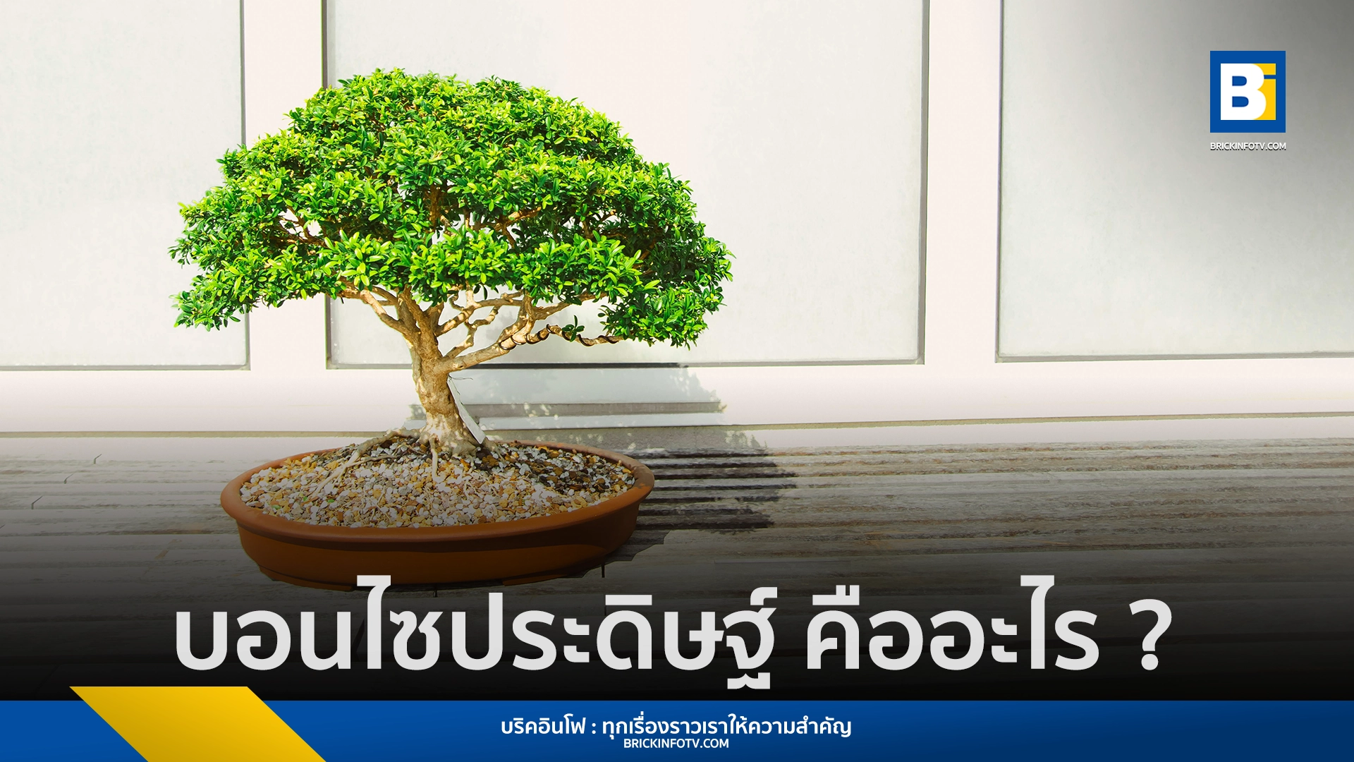 บอนไซประดิษฐ์