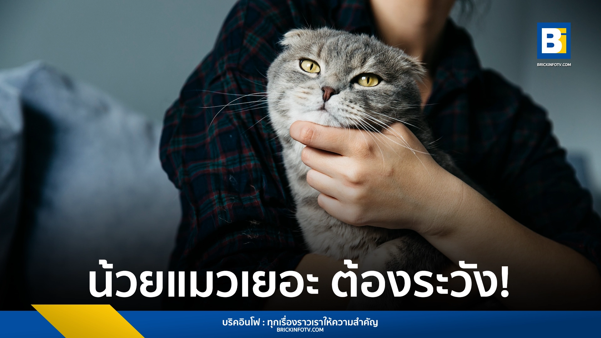 โรคเชื้อราแมว