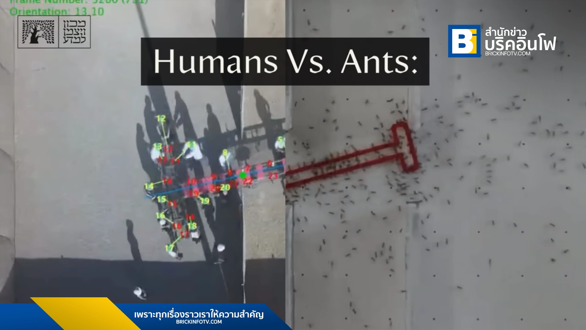 มดทำงานเป็นทีม