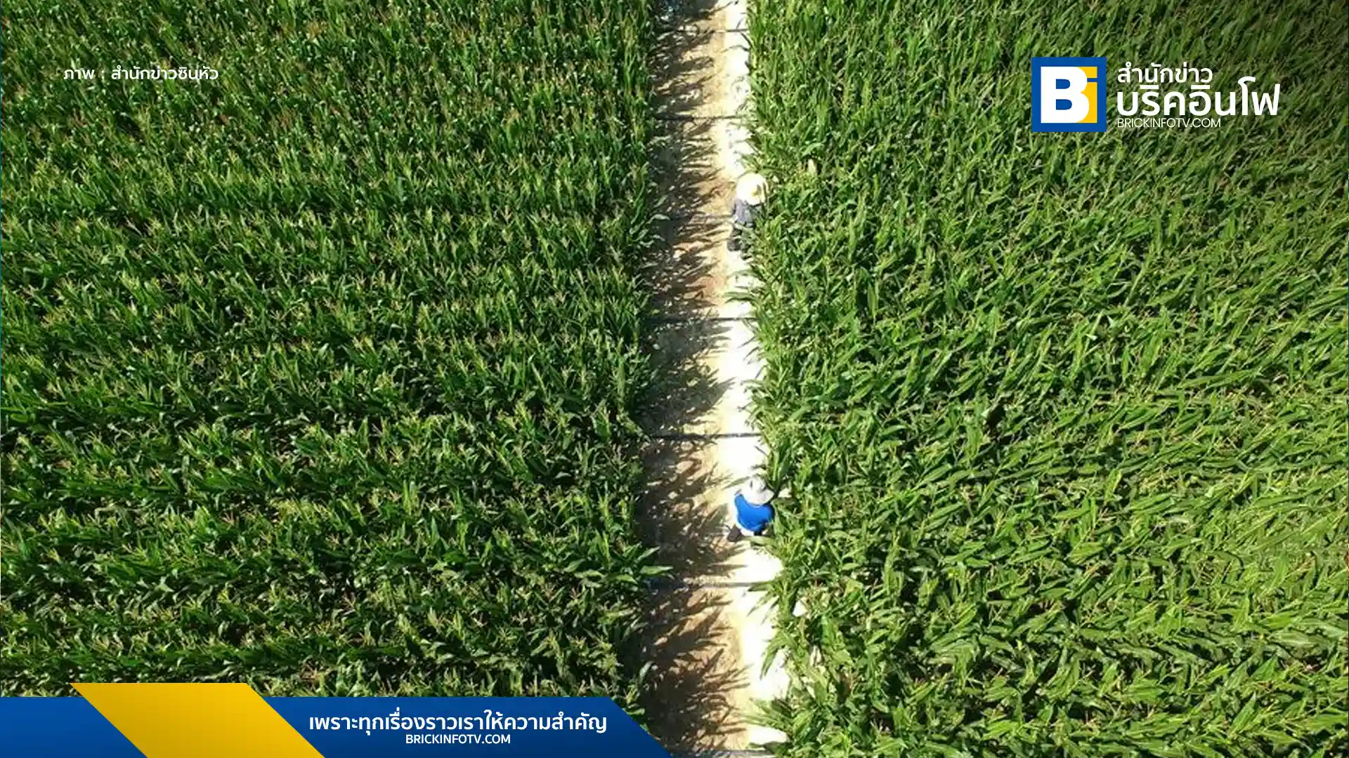 งานวิจัยเผย ปลวก มด ไส้เดือนดิน ช่วยเพิ่มสารอาหารในดิน เสริมสุขภาพดิน และผลผลิตพืช ชี้การอนุรักษ์สิ่งมีชีวิตเหล่านี้ มีความสำคัญต่อระบบนิเวศและการพัฒนาที่ยั่งยืน