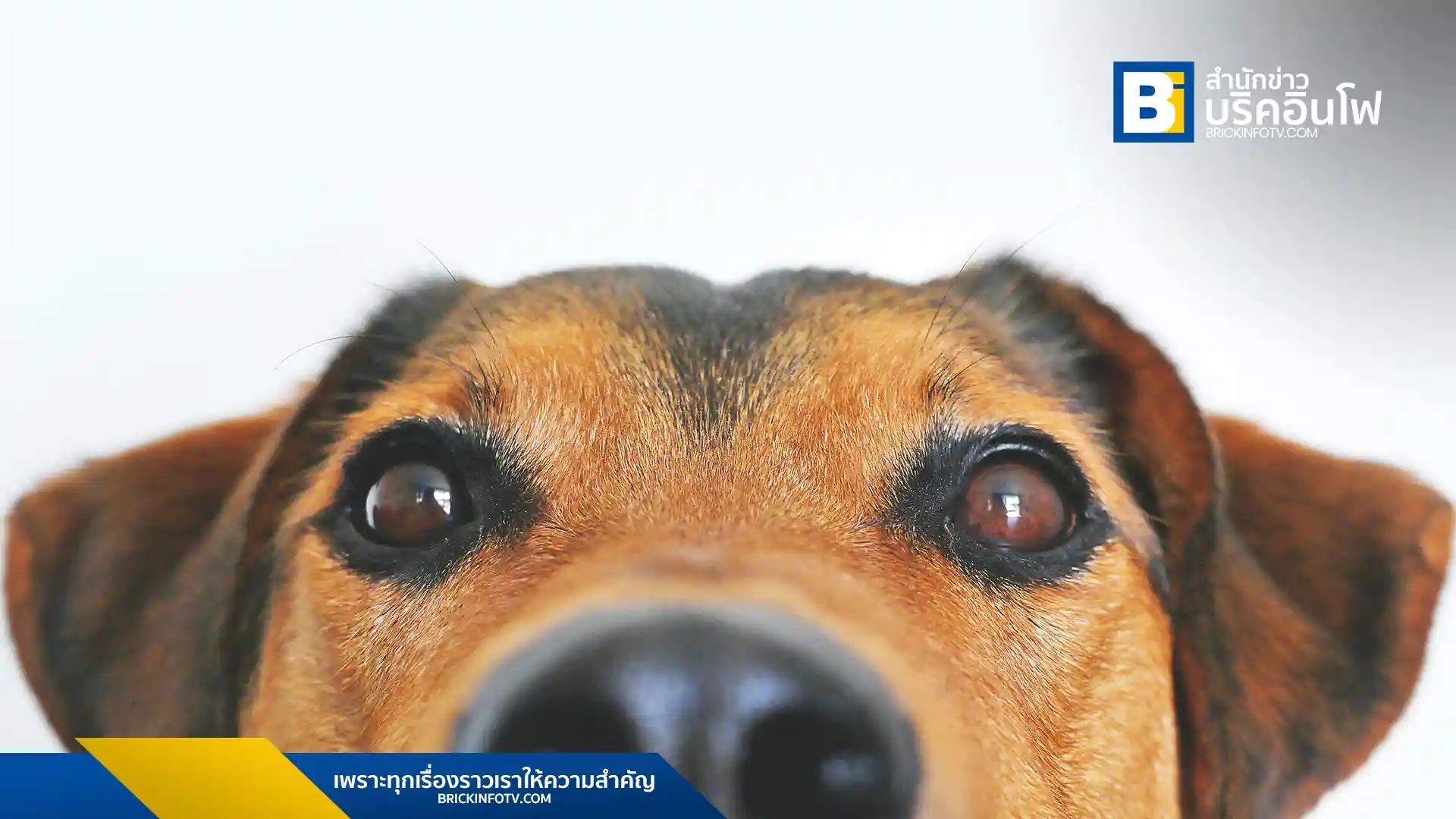 ตลาดอาหารสัตว์เลี้ยงไทยได้รับความนิยมในยุโรป โดยเฉพาะเบลเยียม มียอดส่งออกปี 2567 แตะ 36 ล้านเหรียญสหรัฐฯ รัฐบาลพร้อมหนุนผู้ประกอบการไทยพัฒนาสินค้าคุณภาพสูงสู่ตลาดโลก