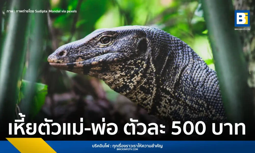 กรมอุทยานแห่งชาติ สัตว์ป่า และพันธุ์พืช เปิดทางให้ประชาชนเพาะเลี้ยง "ตัวเหี้ย" เพื่อประโยชน์ทางเศรษฐกิจ กำหนดราคาพ่อแม่พันธุ์เพียง 500 บาท พร้อมเงื่อนไขการขออนุญาตที่ชัดเจน