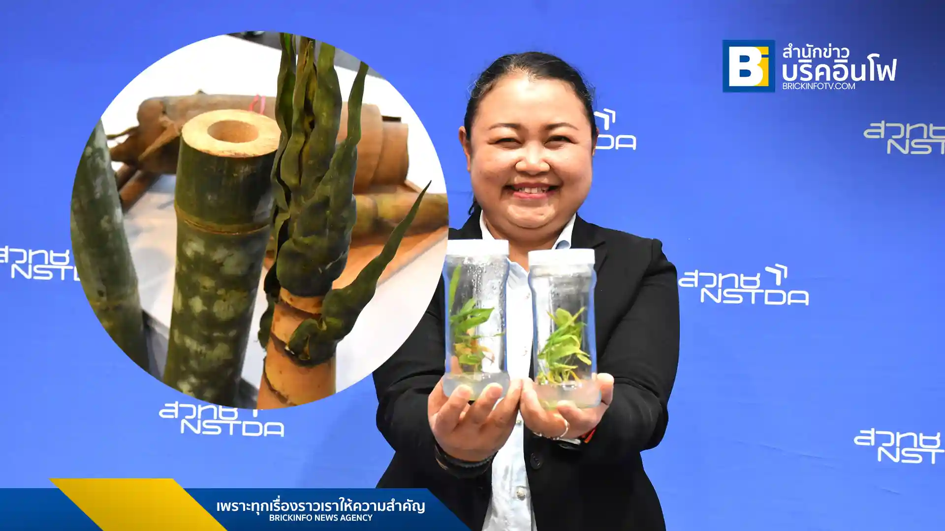 สวทช. และ ไบโอเทค เปิดตัวเทคโนโลยี "ไผ่ตัดอายุ" นวัตกรรมการเพาะเลี้ยงเนื้อเยื่อที่ช่วยแก้ปัญหาไผ่ออกดอกแล้วตาย ทำให้สามารถปลูกไผ่คุณภาพสูงเพื่ออุตสาหกรรมอย่างยั่งยืน ทั้งไผ่ฟ้าหม่นและไผ่ซางหม่น