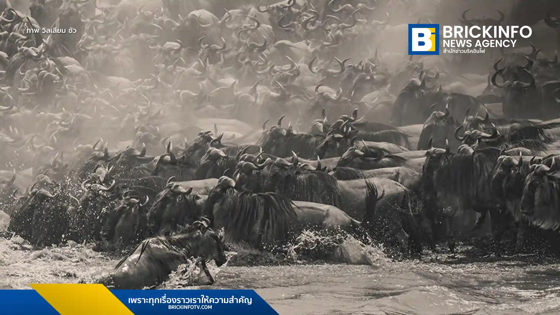 “Wildebeest” ผลงานของวิลเลียม ชัว ช่างภาพจากสิงคโปร์ เจ้าของรางวัล The Pano Awards Southeast Asia Open Photographer of the Year 2025 ถ่ายทอดพลังอันดิบและความยิ่งใหญ่ของการอพยพสัตว์ป่าในเคนยา ผ่านมุมมองพาโนรามาอันน่าทึ่ง