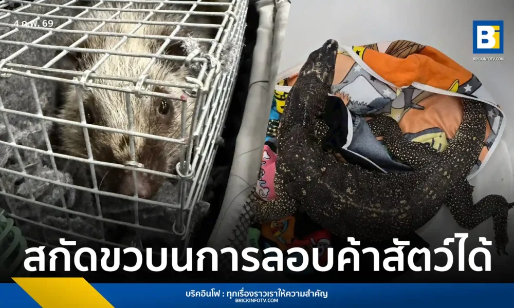 เจ้าหน้าที่ศุลกากรสุวรรณภูมิรวบชายไทยลักลอบนำตะกวดและหนูป่าเข้าประเทศ ฝ่าฝืน พ.ร.บ. สงวนและคุ้มครองสัตว์ป่า และอนุสัญญา CITES เร่งขยายผลหาความเชื่อมโยงขบวนการข้ามชาติ