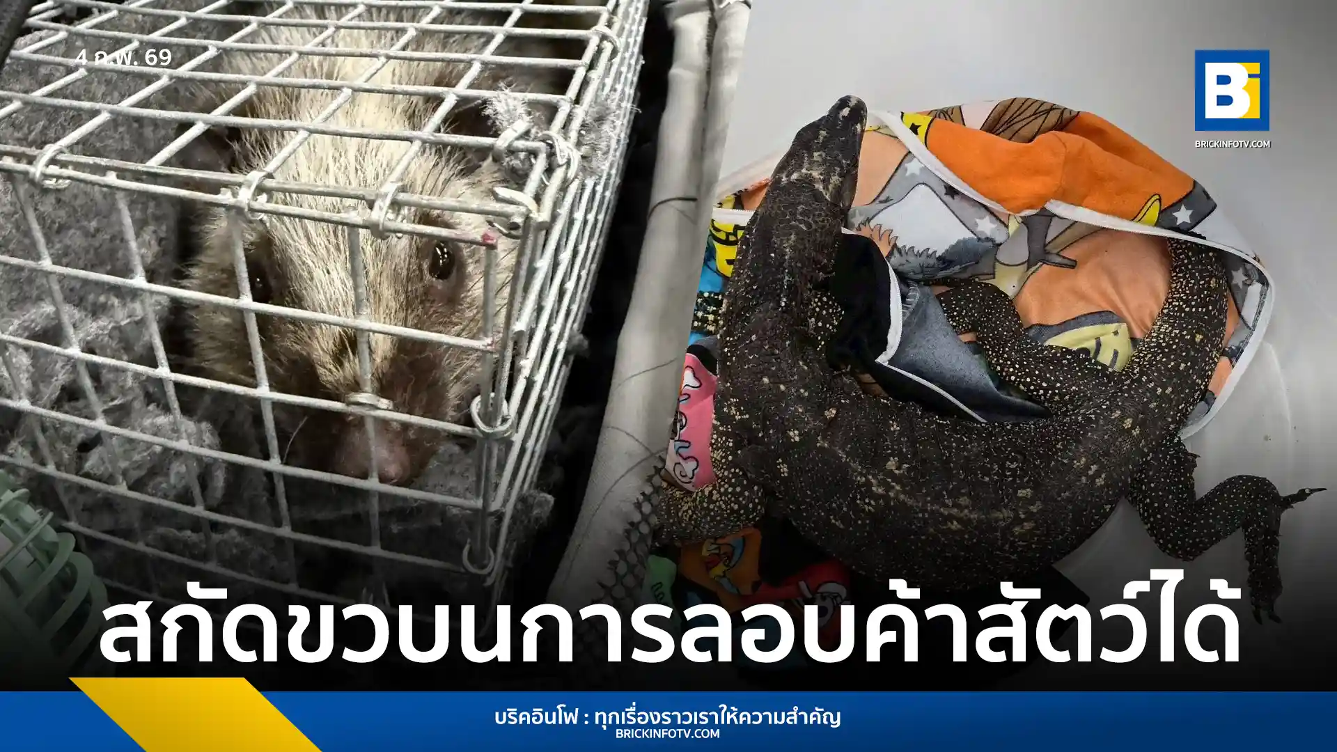 เจ้าหน้าที่ศุลกากรสุวรรณภูมิรวบชายไทยลักลอบนำตะกวดและหนูป่าเข้าประเทศ ฝ่าฝืน พ.ร.บ. สงวนและคุ้มครองสัตว์ป่า และอนุสัญญา CITES เร่งขยายผลหาความเชื่อมโยงขบวนการข้ามชาติ