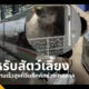 การรถไฟจีนขยายบริการขนส่งสัตว์เลี้ยงบนรถไฟความเร็วสูงครอบคลุม 110 สถานี 170 ขบวน รองรับคนรุ่นใหม่พาสัตว์เลี้ยงกลับภูมิลำเนาช่วงเทศกาล