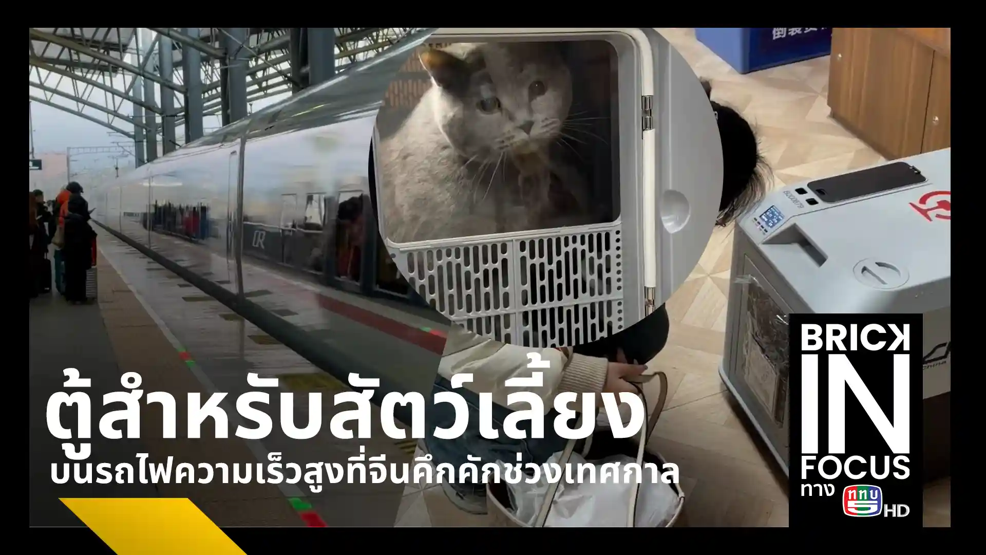 การรถไฟจีนขยายบริการขนส่งสัตว์เลี้ยงบนรถไฟความเร็วสูงครอบคลุม 110 สถานี 170 ขบวน รองรับคนรุ่นใหม่พาสัตว์เลี้ยงกลับภูมิลำเนาช่วงเทศกาล