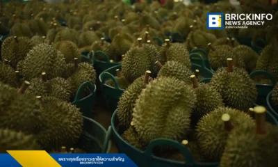 กรมวิชาการเกษตร ลงพื้นที่จันทบุรีคุมเข้มคุณภาพทุเรียนภาคตะวันออก ดีเดย์เก็บเกี่ยวทุเรียนหมอนทองและก้านยาว 20 เมษายน 2569 ย้ำมาตรการ 4 ไม่ ป้องกันทุเรียนอ่อนออกสู่ตลาด