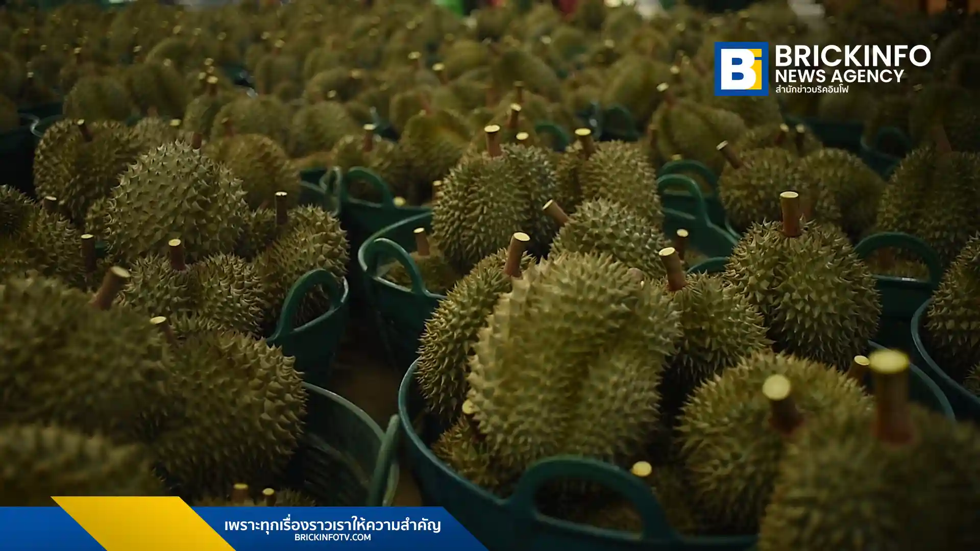กรมวิชาการเกษตร ลงพื้นที่จันทบุรีคุมเข้มคุณภาพทุเรียนภาคตะวันออก ดีเดย์เก็บเกี่ยวทุเรียนหมอนทองและก้านยาว 20 เมษายน 2569 ย้ำมาตรการ 4 ไม่ ป้องกันทุเรียนอ่อนออกสู่ตลาด