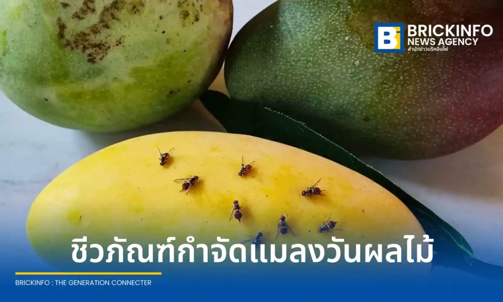 ไบโอเทค สวทช. เปิดตัวนวัตกรรมชีวภัณฑ์และกับดักชีวภัณฑ์กำจัดแมลงวันผลไม้ เทคโนโลยีดักและปล่อยด้วยเชื้อราแมลง ลดต้นทุนเกษตรกรกว่า 1,000 บาทต่อไร่ ปลอดภัยไร้สารเคมีตกค้าง