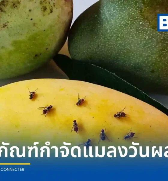 ไบโอเทค สวทช. เปิดตัวนวัตกรรมชีวภัณฑ์และกับดักชีวภัณฑ์กำจัดแมลงวันผลไม้ เทคโนโลยีดักและปล่อยด้วยเชื้อราแมลง ลดต้นทุนเกษตรกรกว่า 1,000 บาทต่อไร่ ปลอดภัยไร้สารเคมีตกค้าง