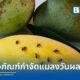 ไบโอเทค สวทช. เปิดตัวนวัตกรรมชีวภัณฑ์และกับดักชีวภัณฑ์กำจัดแมลงวันผลไม้ เทคโนโลยีดักและปล่อยด้วยเชื้อราแมลง ลดต้นทุนเกษตรกรกว่า 1,000 บาทต่อไร่ ปลอดภัยไร้สารเคมีตกค้าง