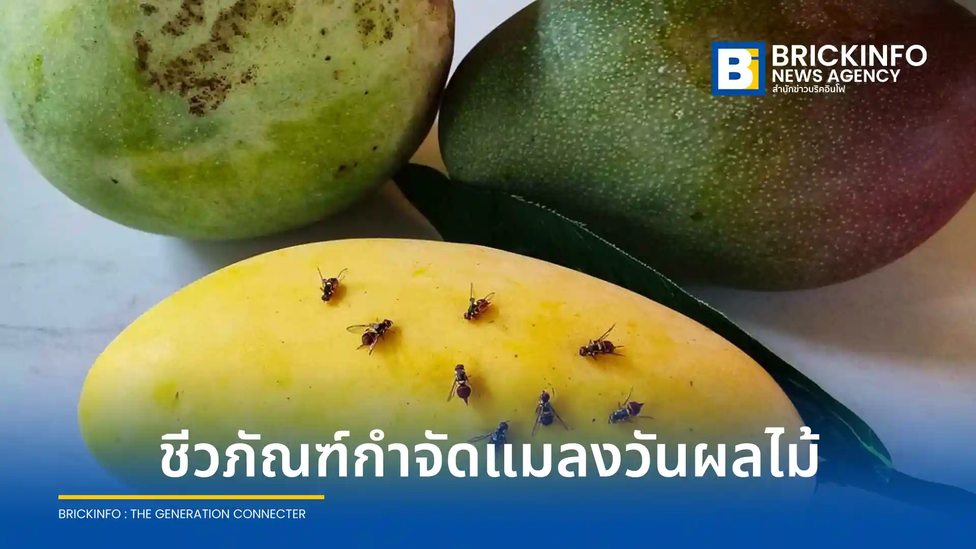 ไบโอเทค สวทช. เปิดตัวนวัตกรรมชีวภัณฑ์และกับดักชีวภัณฑ์กำจัดแมลงวันผลไม้ เทคโนโลยีดักและปล่อยด้วยเชื้อราแมลง ลดต้นทุนเกษตรกรกว่า 1,000 บาทต่อไร่ ปลอดภัยไร้สารเคมีตกค้าง