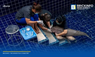 รมว.ทส. สั่งเร่งชันสูตรสาเหตุการตายของลูกพะยูนเกยตื้นที่จังหวัดระนอง หลังเสียชีวิตระหว่างการรักษาที่ศูนย์ช่วยชีวิตสัตว์ทะเลหายากสิรีธาร พร้อมยกระดับการช่วยเหลือสัตว์ทะเลหายาก