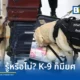 ทำความรู้จัก ยศสุนัขตำรวจ จากสำนักงานตำรวจแห่งชาติ เปิดหลักเกณฑ์การประเมินและเลื่อนยศจากสุนัขตำรวจตรีถึงสุนัขตำรวจเอก ก่อนพิจารณาปลดประจำการอย่างเป็นระบบ