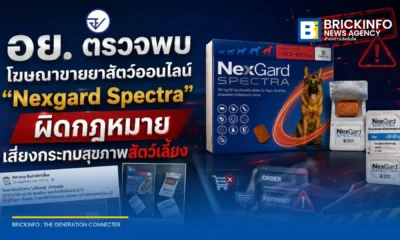 อย. เตือนภัยโฆษณาขายยาสัตว์ Nexgard Spectra ออนไลน์ผิดกฎหมาย ชี้เป็นยาควบคุม พบพฤติการณ์หลอกโอนเงิน ไม่ส่งสินค้า เสี่ยงอันตรายต่อสัตว์เลี้ยง