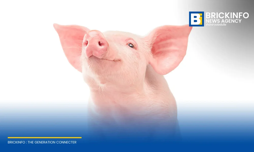 ชายวัย 66 ปี รอดชีวิตด้วยไตหมูดัดแปลงพันธุกรรมนาน 271 วัน ก่อนเปลี่ยนถ่ายไตมนุษย์สำเร็จ ชี้บทบาทสำคัญของการปลูกถ่ายอวัยวะข้ามสายพันธุ์เพื่อยื้อชีวิตผู้ป่วย