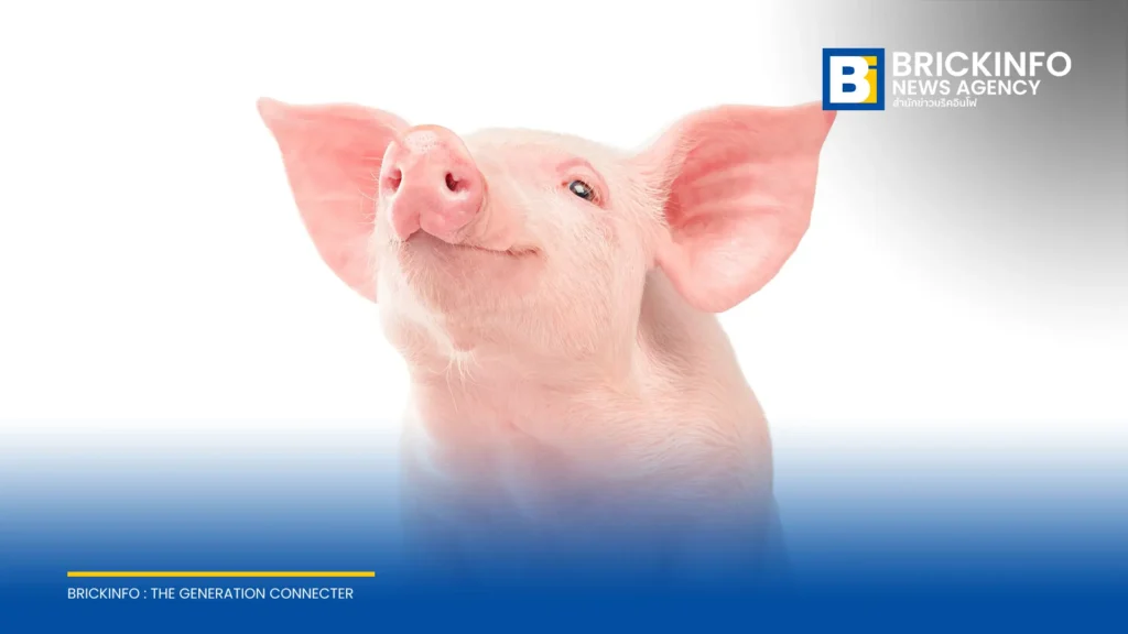 ชายวัย 66 ปี สร้างสถิติรอดชีวิตด้วยไตหมูดัดแปลงพันธุกรรมนาน 271 วัน ก่อนผ่าตัดเปลี่ยนไตมนุษย์สำเร็จ