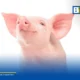 ชายวัย 66 ปี รอดชีวิตด้วยไตหมูดัดแปลงพันธุกรรมนาน 271 วัน ก่อนเปลี่ยนถ่ายไตมนุษย์สำเร็จ ชี้บทบาทสำคัญของการปลูกถ่ายอวัยวะข้ามสายพันธุ์เพื่อยื้อชีวิตผู้ป่วย