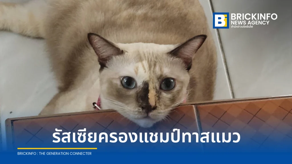 ไทยรั้งอันดับ 5 รัสเซียครองแชมป์คนเลี้ยงแมวสูงสุดในโลก